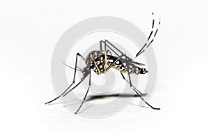 Aedes aegypti mosquito pernilongo with white spots and white background photo