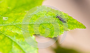 Aedes aegypti mosquito pernilongo with white spots and green leaf