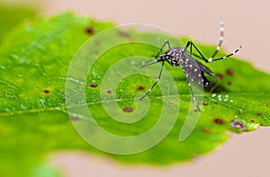 Aedes aegypti mosquito pernilongo with white spots and green leaf