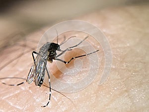 Aedes aegypti mosquito sucking blood. Macro photo. Close-up photo