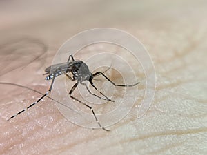 Aedes aegypti mosquito sucking blood. Macro photo. Close-up photo