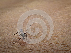 Aedes aegypti mosquito sucks human blood