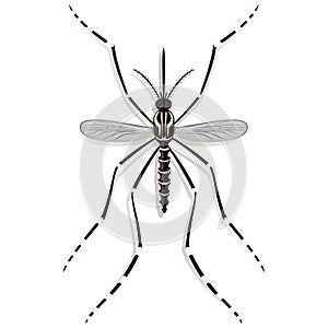 Aedes Aegypti mosquitoes mascot Stilt side