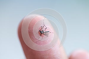 Aedes aegypti sucking blood human.