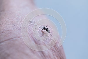 Aedes aegypti sucking blood human.