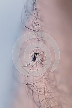 Aedes aegypti sucking blood human.