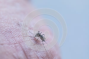 Aedes aegypti sucking blood human.