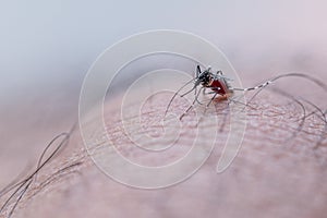 Aedes aegypti sucking blood human.