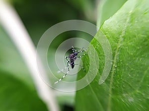 Aedes aegypti, the yellow fever mosquito micro image microchrome image in indian village home garden