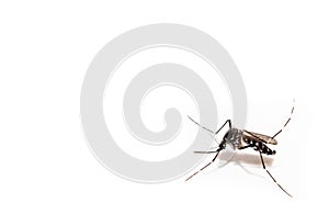 Aedes albopictus mosquito sucking blood on skin,
