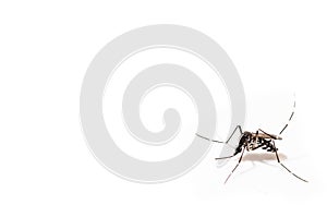 Aedes albopictus mosquito sucking blood on skin,