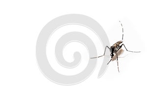 Aedes albopictus mosquito sucking blood on skin,