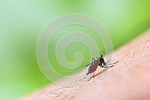 Aedes albopictus mosquito sucking blood on skin,