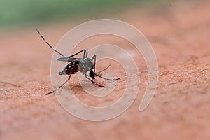 Aedes albopictus mosquito sucking blood on skin,