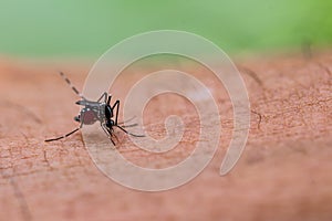 Aedes albopictus mosquito sucking blood on skin,