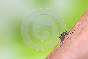 Aedes albopictus mosquito sucking blood on skin,