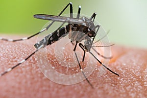 Aedes albopictus mosquito sucking blood on skin,