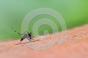 Aedes albopictus mosquito sucking blood on skin,