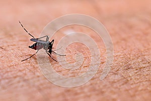 Aedes albopictus mosquito sucking blood on skin,