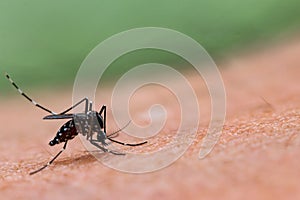 Aedes albopictus mosquito sucking blood on skin,