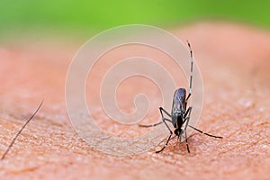 Aedes albopictus mosquito sucking blood on skin,