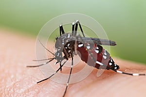 Aedes albopictus mosquito sucking blood on skin,