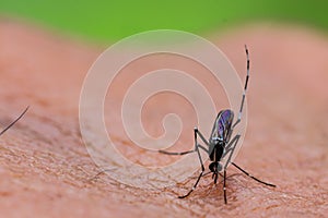 Aedes albopictus mosquito sucking blood on skin,