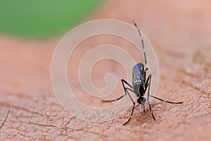 Aedes albopictus mosquito sucking blood on skin,