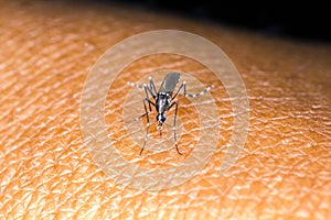 Aedes mosquito photo