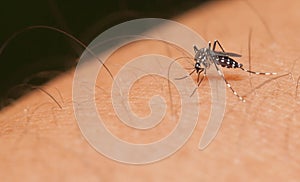 Aedes mosquito sucking blood