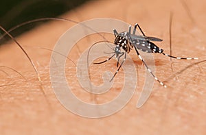 Aedes mosquito sucking blood