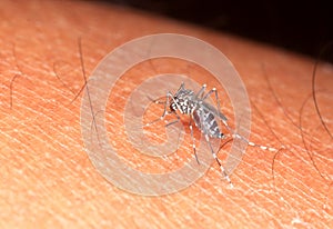 Aedes mosquito