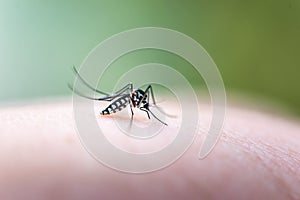 Aedes mosquitoe is sucking blood from the skin of people.