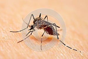 Aedes mosquitoes, which are carriers of dengue fever Sucking blood in the legs