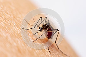 Aedes mosquitoes, which are carriers of dengue fever Sucking blood in the legs