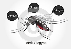 Aedes zika