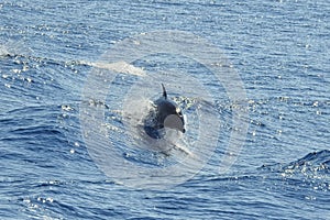 Aegean Sea Dolphin