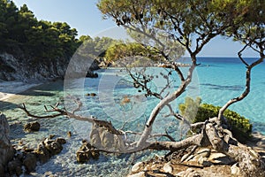Aegean sea and pines