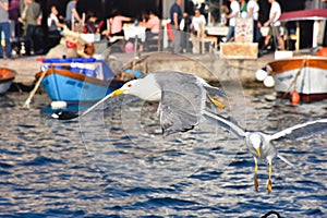 Aegean Seagulls Flying on the boats