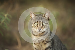 Aegean Stray gray cat sitting outdoors in Greece