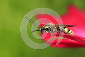 Aegeriidae insects on plant