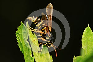 Aegeriidae insects on plant