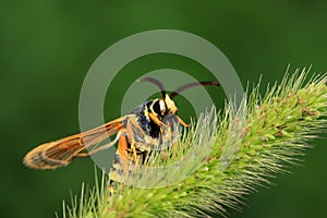 Aegeriidae insects on plant