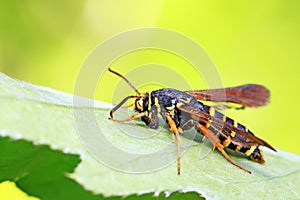 Aegeriidae insects on plant
