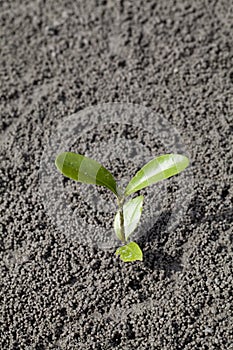 Aegiceras cornicalatum sprout