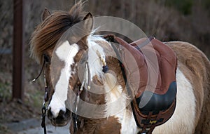 Aegidienberger is a small gaited riding horse from Germany