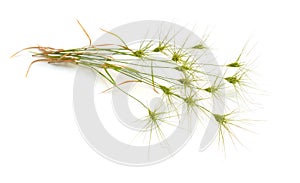 Aegilops or goatgrasses isolated on white background