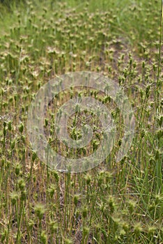 Aegilops neglecta grass