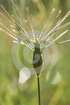 Aegilops neglecta plants