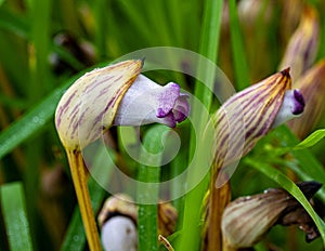 Aeginetia indica, commonly known as Indian broomrape or forest ghost flower.